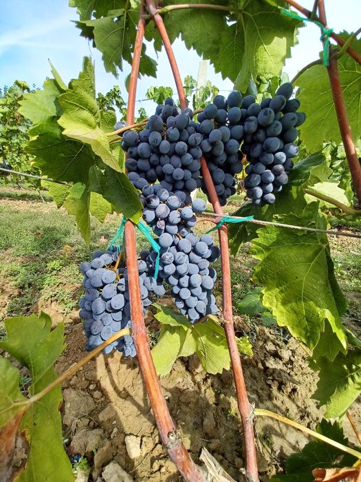 Vand struguri pentru vin