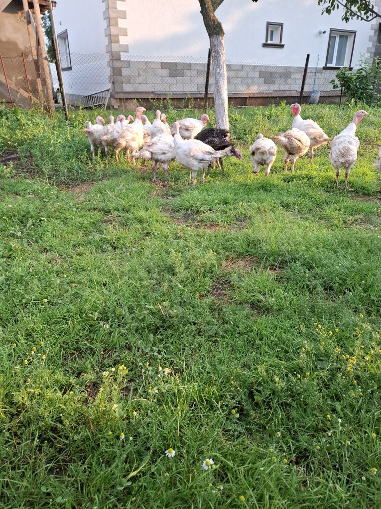 Curcani  și curci