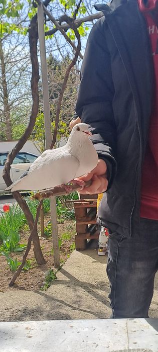 Бял, красив пощенски гълъб