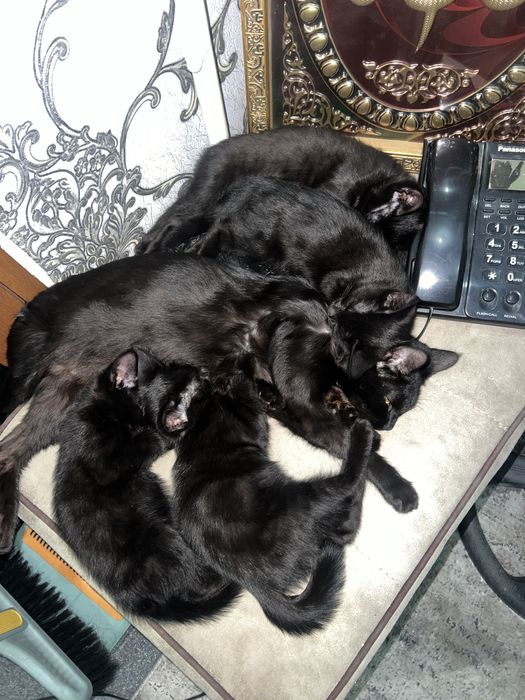 Отдам даром котяь