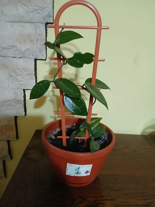 Vând plante de Lacrima Maicii Domnului
