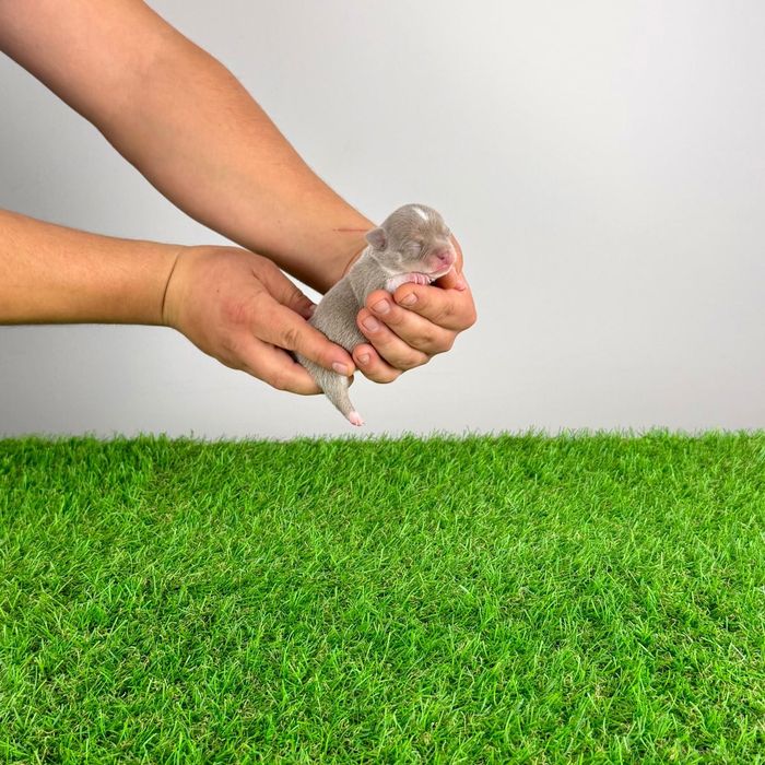 Pui Chihuahua cu pedigree