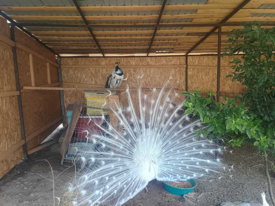 Păuni umăr negru și alb