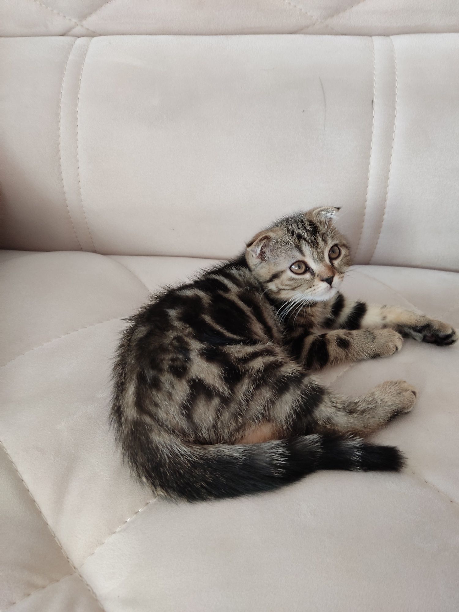 Продаются котята Бритиш фолд Бритиш страйт