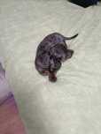 Teckel mini arlechin blue tekel toy merle