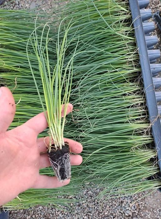 Разсад салата магданоз копър лук айсберг цвекло и др.