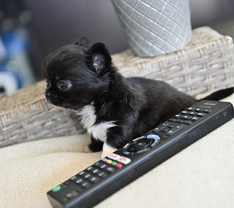 Мъжко дългокосместо мини чихуахуа