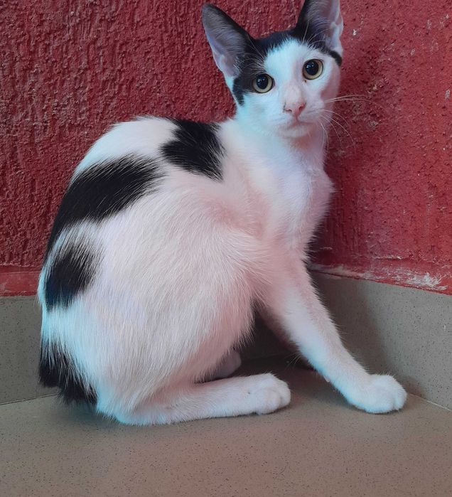 Adoptie motan castrat alb Zian