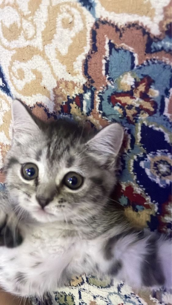 Продается кошка.