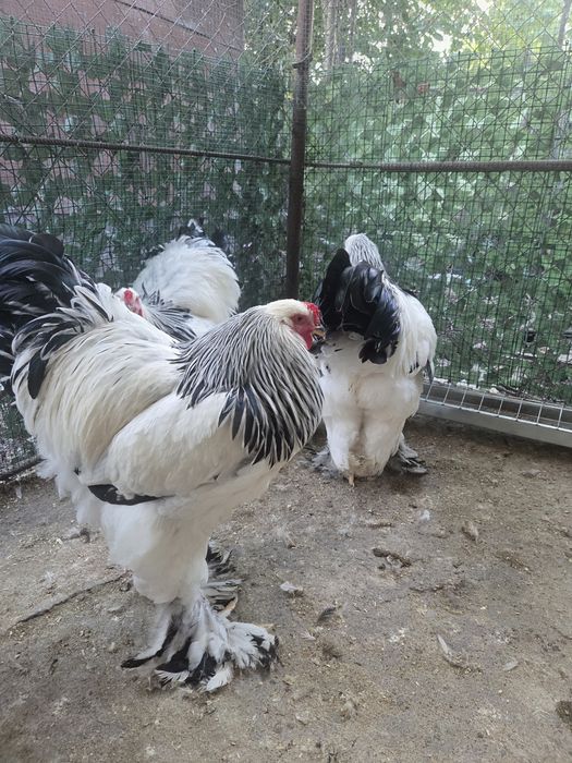 Cocoși Brahma HD tineret 2025