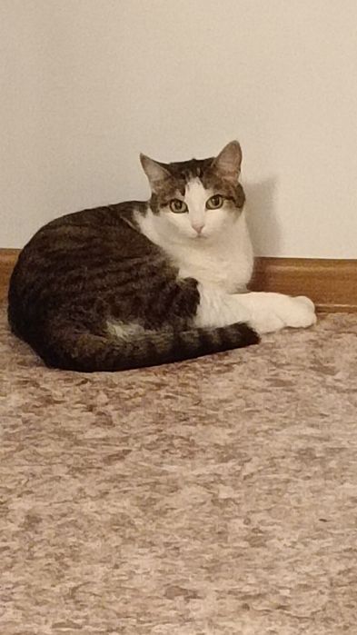 Отдам кошку в добрые руки