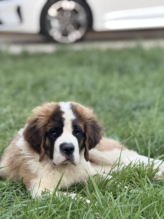 Продам сенбернара