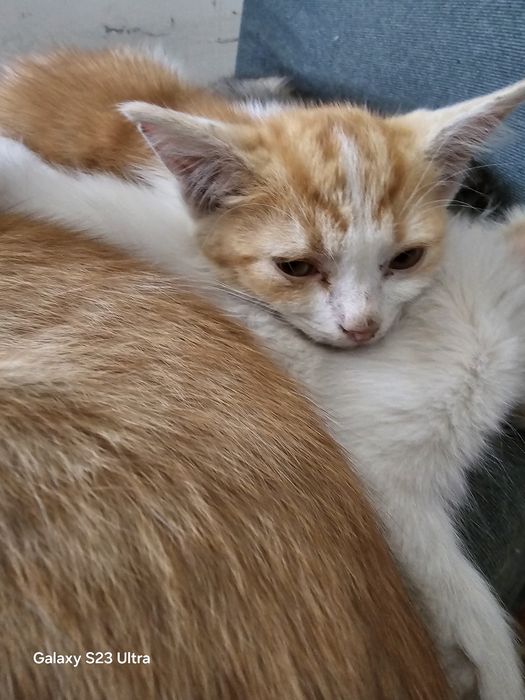 Котята домашние.