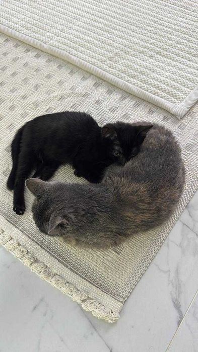 Котята ищут любящих хозяев. Срочно!