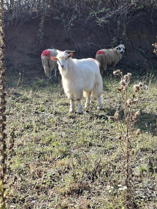 Vând urgent țap sau schimb cu oaie