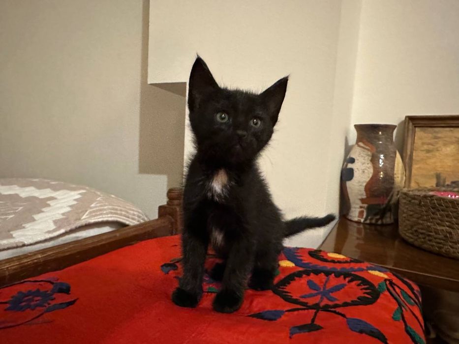 Котёнок 1,5 месяца