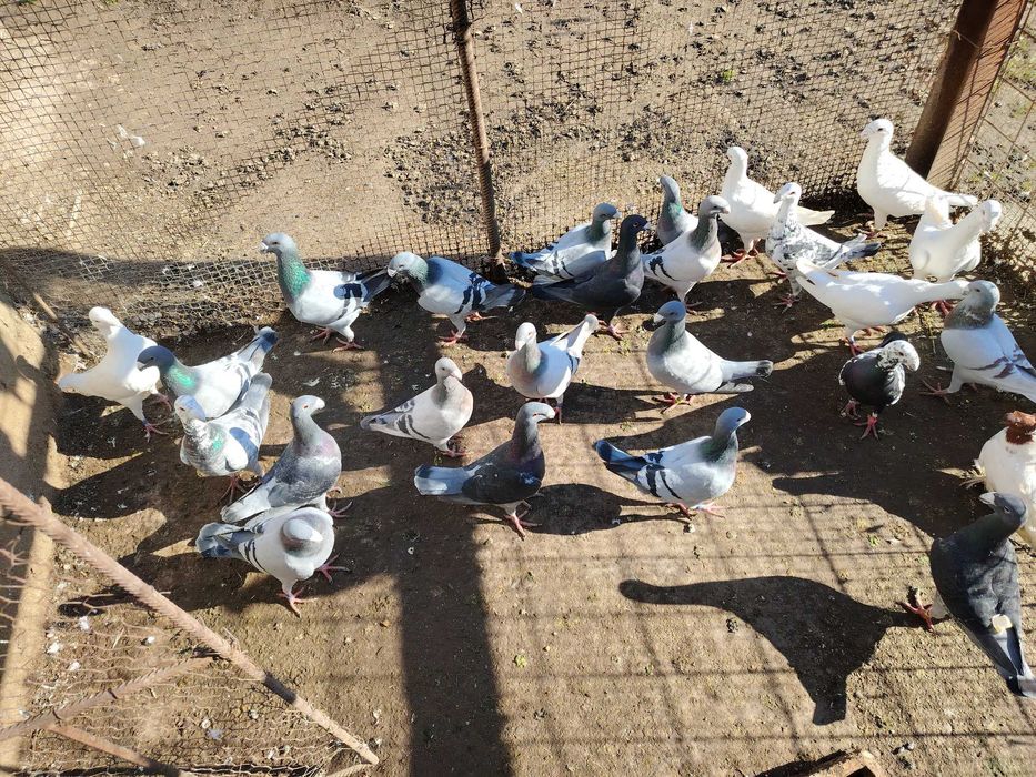 Voiajori germani de frumusețe