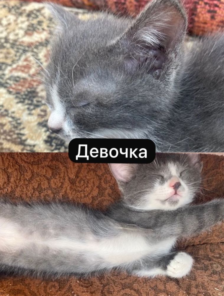 Ищем дом котятам. Раздадим бесплатно