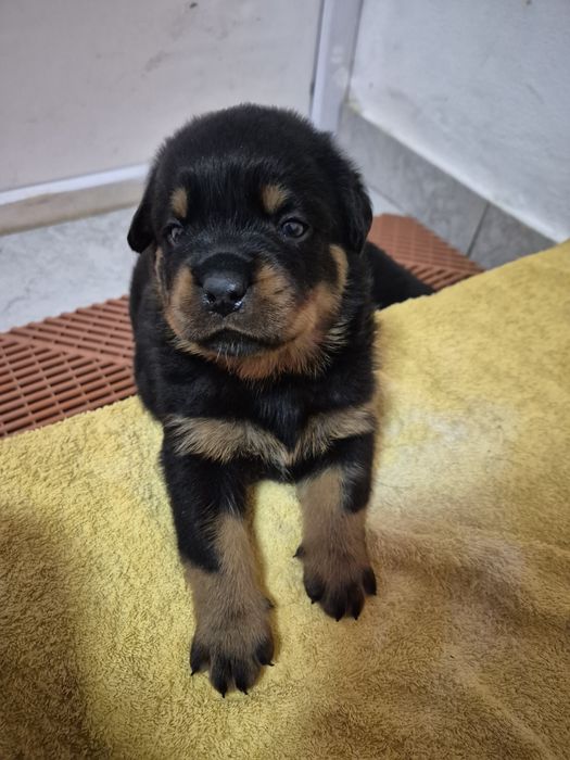 Pui rottweiler cu pedigree