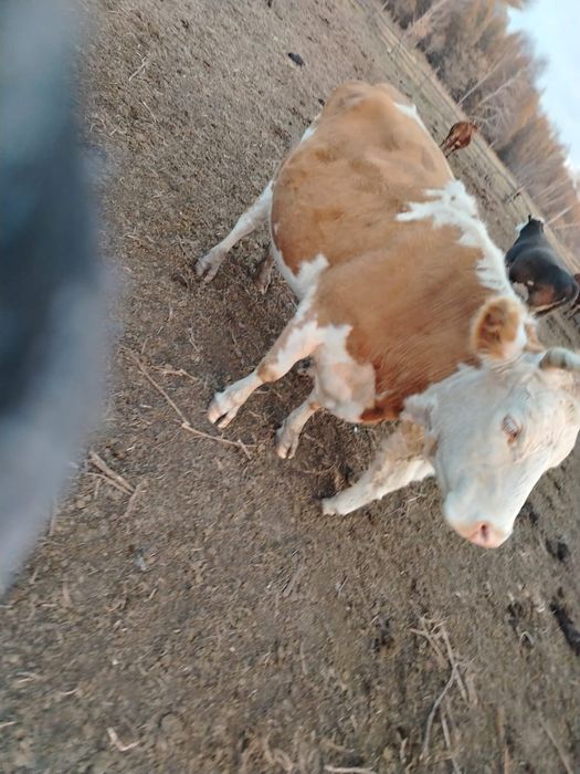 Соғым,  семіз сиыр