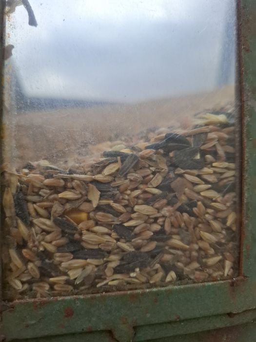 Uruială/uroaie , amestec. Livrăm în cantități mari si medii