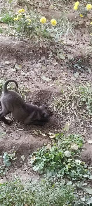 3 dona kuchukchalar