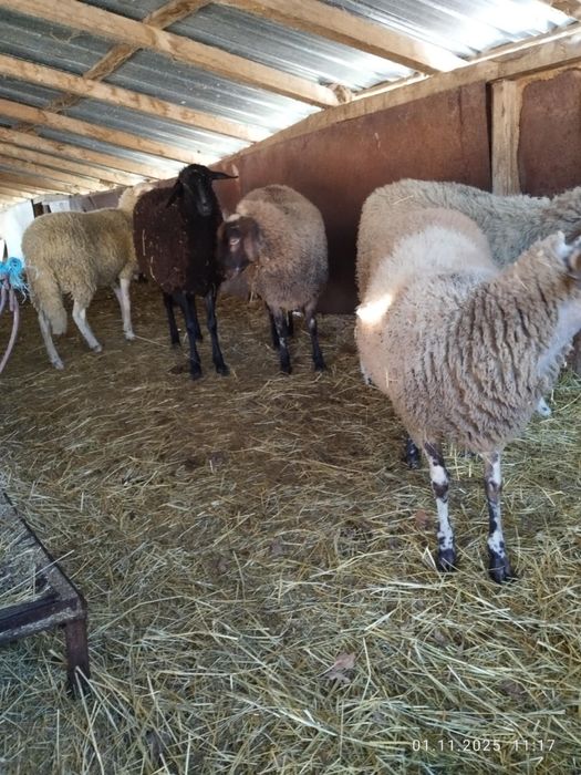 Агнета и шилета.