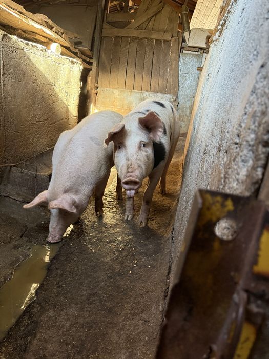 Vand vaca 1 an pret negociabil