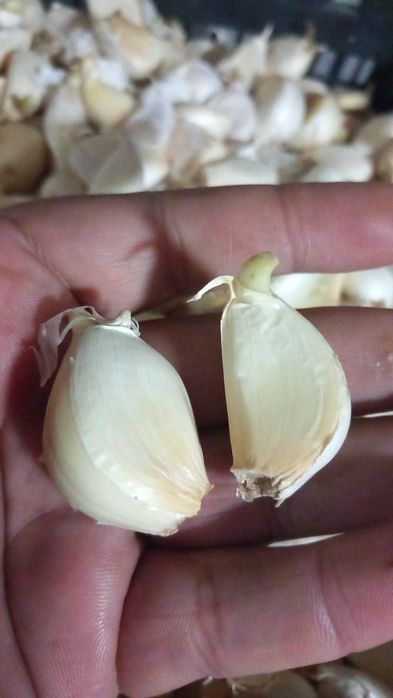 Usturoi de pus în pământ și de consum