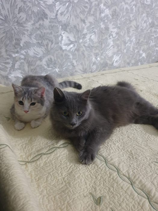 Ищем дом для котенка