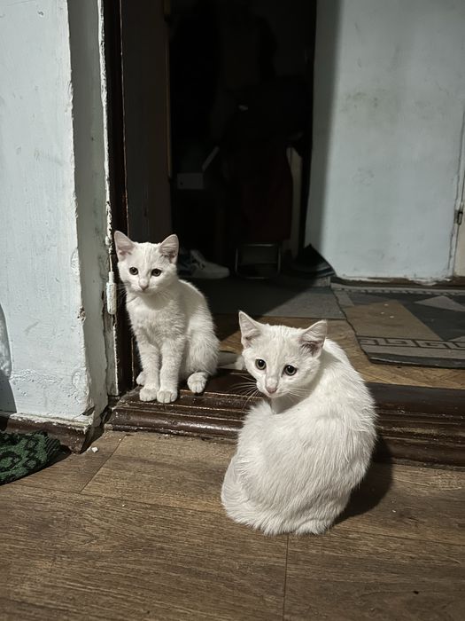 Котята три месяца