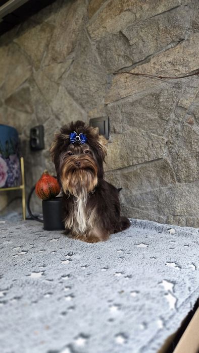 Шоколадов йоркширски териер