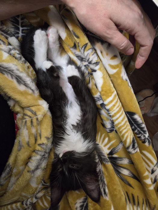 Отдам кошечку в добрые, любящие руки