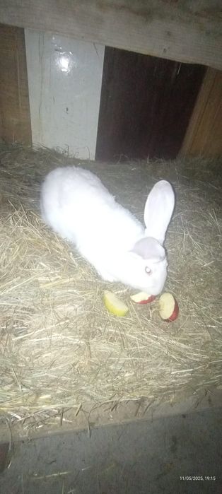 Iepurita tanara de vanzare