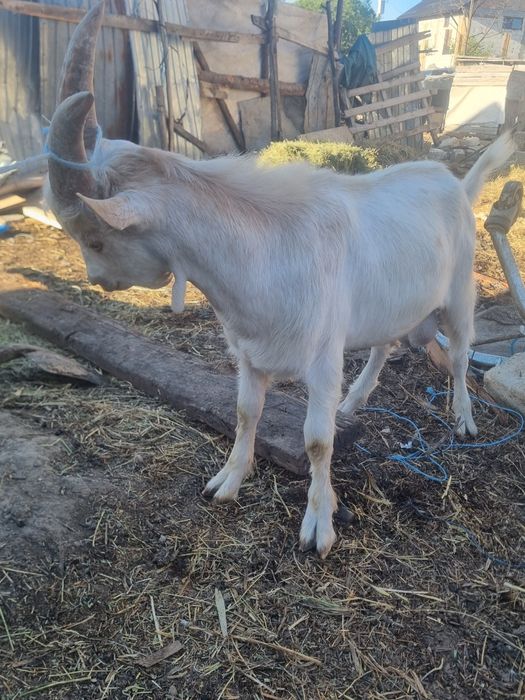 Vând țap zană bun de prăsilă !