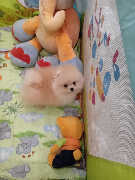 Померан мини померанче