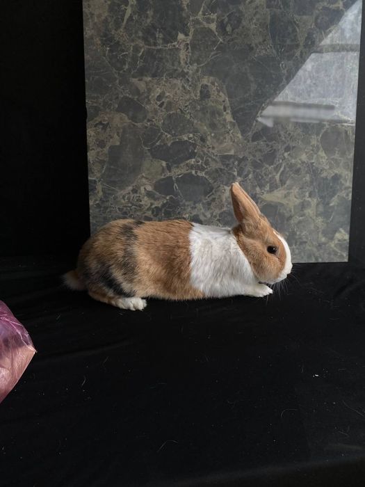 Quyon yapon akras sames paroda