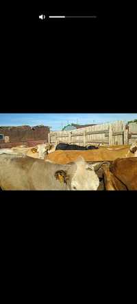 Продам коров 8голов с телятоми 5 те́лочек корова стельная