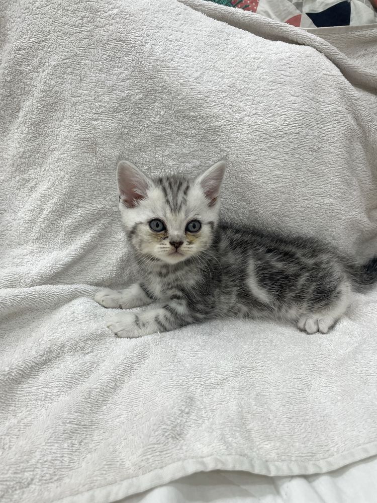 Шотланские котята прямо и вислоухий