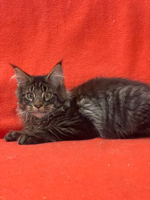 Maine Coon cu părinții campion