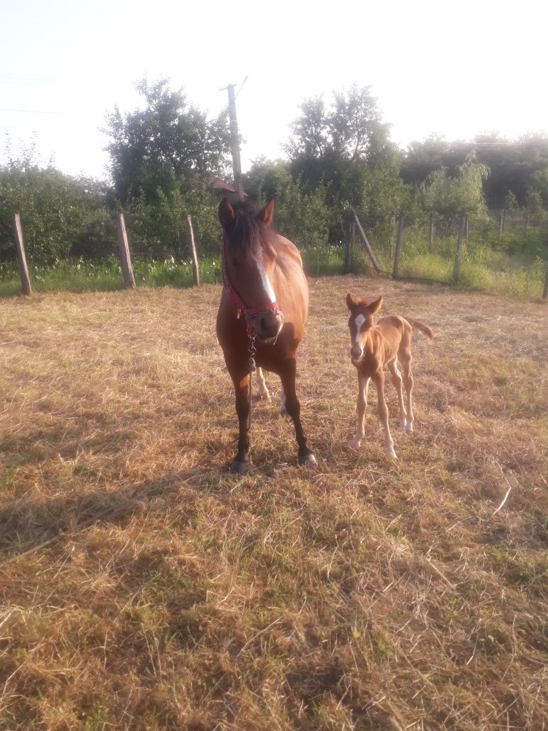 Iapă de vânzare în Hilita