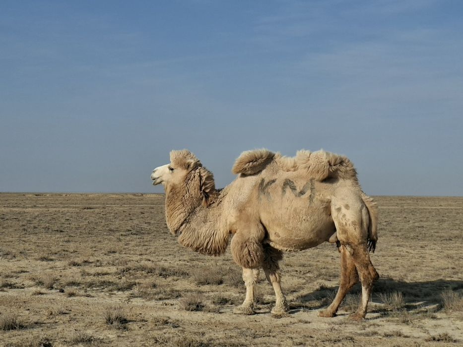 Семіз түйе сатылады