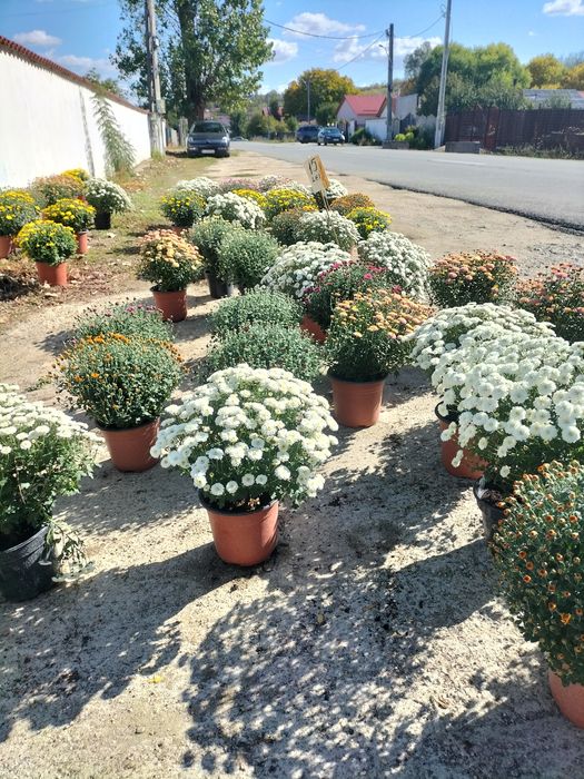 Avem de vânzare crizanteme multiflora la 15 lei buc.
