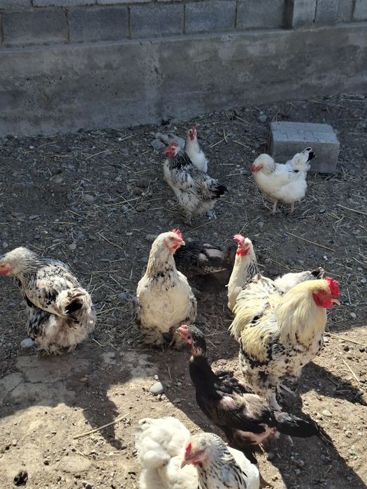 Тауықтар сатылады