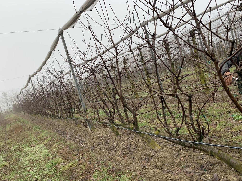 Executam toaletări de pomi fructiferi