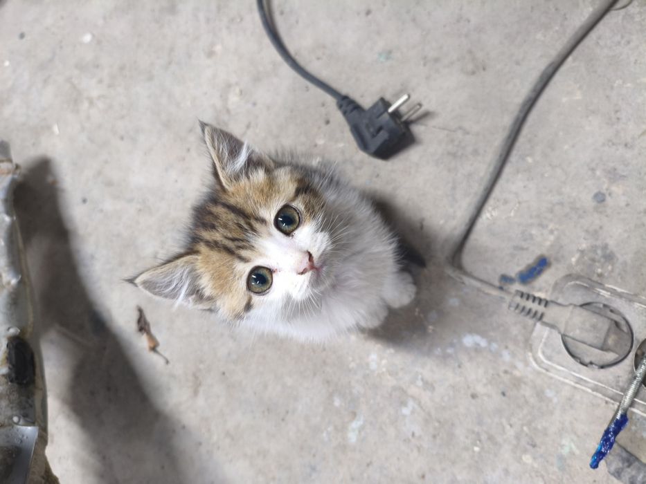 Отдам в добрые руки