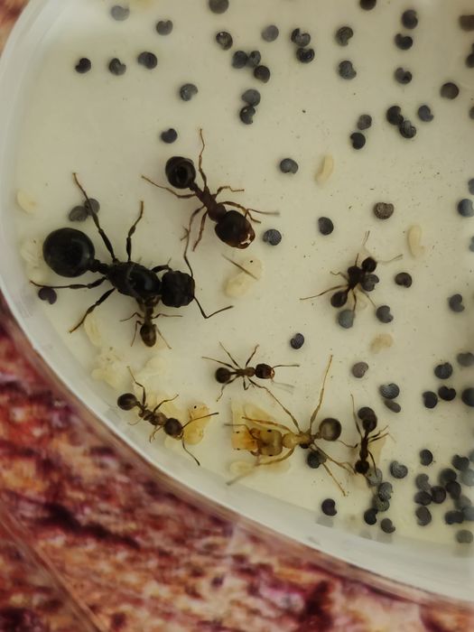 Муравьиная ферма ( messor-structor , муравьи жнецы )