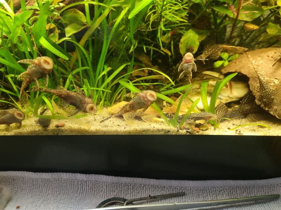 Ancistrusi  guppy sanitari acvariu