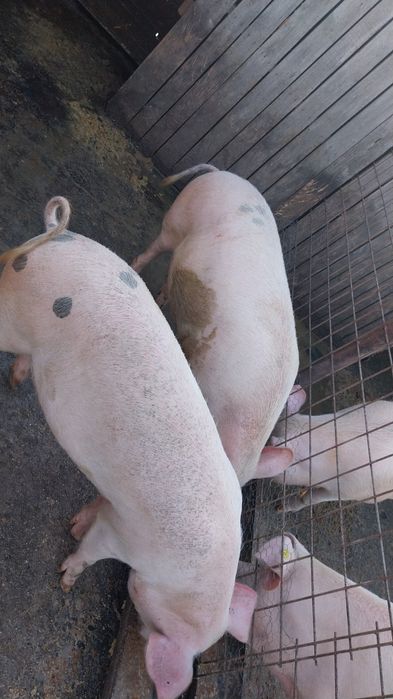 Vaci de 1 an,detalii la telefon