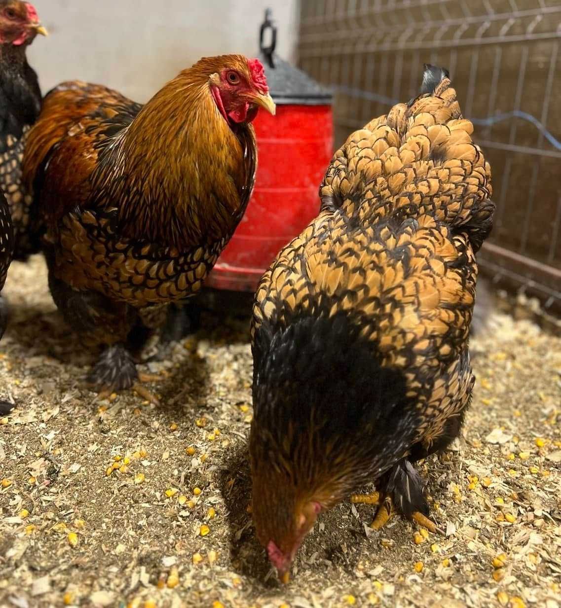 Pui si Oua de incubat Brahma HD Gold Albastru Cochinchina Urias Bobat